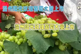 温州市场阳光玫瑰葡萄迎来价格亲民季，最低批发价仅需5元/斤视频封面