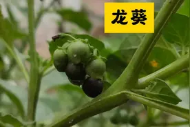 龙葵又名黑天天，煮水作用厉害了，省钱又实用，也许你也用得到