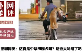 老外看老祖宗严选中华田园犬视频封面