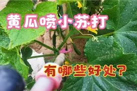 小苏打喷黄瓜厉害了，防病害产量高，健康又好用，赶快学学吧