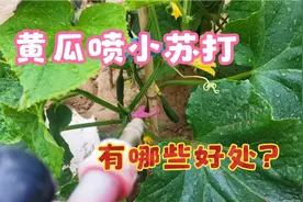 小苏打喷黄瓜厉害了，防病害产量高，健康又好用，赶快学学吧视频封面
