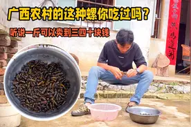 昨晚和老友到河里摸了点山坑螺，今天炒来吃，好久没吃了，真香！