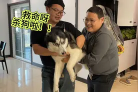 主人要请朋友吃狗肉，当他们把二哈抱起那一刻，大家千万憋住别笑视频封面