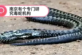 我国毒蛇有100多种，其中七种最毒的蛇你见过了吗？视频封面