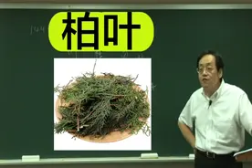 倪海厦讲本草：柏叶