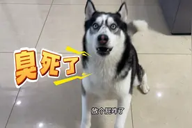 主人对着狗狗放了个屁，没想到却被狗狗骂了一整晚，看一遍笑一遍