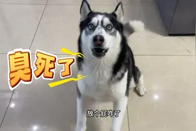 主人对着狗狗放了个屁，没想到却被狗狗骂了一整晚，看一遍笑一遍