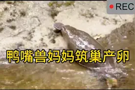 神奇的卵生哺乳动物，鸭嘴兽妈妈筑巢生宝宝视频封面