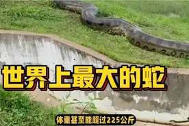 探秘亚马逊：世界上最大的蛇——森蚺