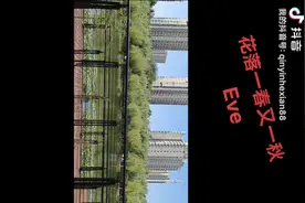 花都开了，毛地黄艳丽漂亮、攀枝花凌空摇曳、簕杜鹃也有了渐变色视频封面