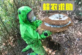 蜂农求助虎头蜂危害，阿敏用无人机一标定位，将其整窝消灭！视频封面