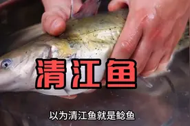 清江鱼，其实就是斑点叉尾鮰很多人不敢吃视频封面