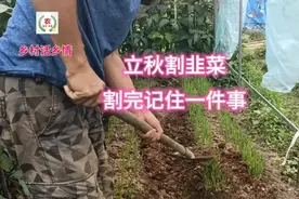 立秋后割韭菜，割完记得做好第一件事，以后韭菜越长越好视频封面