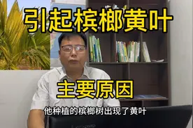 引起槟榔黄叶的主要原因。视频封面