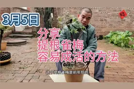 3月5日分享提根雀梅容易成活的方法