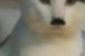 纳粹德国表情包没宣传法西斯主义请过审，ok原创视频封面