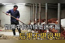 如果牛价持续低迷不振后果不堪设想。