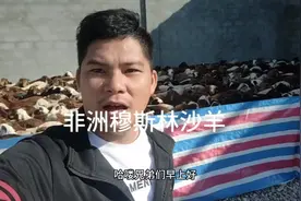 在非洲马达加斯加的穆斯林一天沙750只羊200多一个也要20个w视频封面