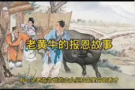 牛吃草马吃料牛的享受最少，出力最大，所以还是当一头黄牛最好。视频封面