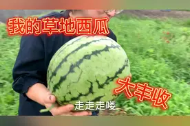 在日本实现西瓜自由，淳妈的西瓜地杂草丛生，里面全是大西瓜视频封面