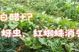 白醋加上它，给蔬菜快速补充养分，蚜虫、红蜘蛛快速消失视频封面