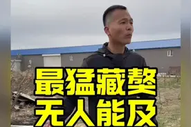 目前最猛的藏獒，把主人咬截肢了，凶悍无比，训起来可有挑战性了