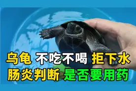 乌龟不吃不喝拒下水怎么办，肠炎如何判断是否用药，这样做可自愈视频封面