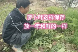 收获萝卜时叶子不要扔，这样简单处理一下，放一年和新鲜的一样视频封面