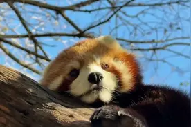 #小熊猫，软糯毛绒小圆脸，可爱不止一一点点#动物世界#小熊猫#