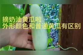 小院里的奶油黄瓜可以摘啦，颜色和外形与普通黄瓜有一定的区别哦