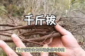千斤拔、南方人参美誉、功效多多视频封面