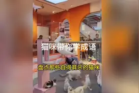 盘点那些自得其乐的猫咪，猫咪带你学成语之优哉游哉，悠闲自在视频封面