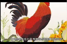 生肖鸡出生在7月的性格特点视频封面