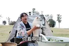 单身的我带着小狗，自驾流浪,虽然很累，但是很充实视频封面