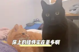 一觉醒来发现床上的挂件实在是有点多啊