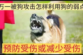 平安共享空间：了解狗的弱点与安全防范！视频封面