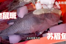 215块钱买一条苏眉鱼，今晚叫美女大姐煮红烧苏眉鱼头，太好吃了