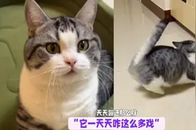 一只兔里兔气的小肥猫，整天蹦蹦跳跳的满屋跑，网友：前世是兔子