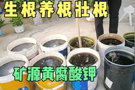 矿源黄腐酸钾不是肥，它的最大作用是促生根、养根、壮根。视频封面