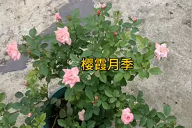 樱霞月季推荐给两广的花友们