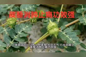 蒺藜消肿止痛功效强