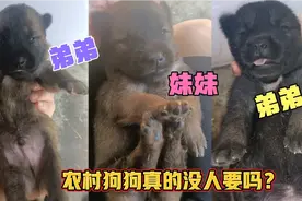 土狗妈妈一胎生6支，4支小公狗2支小母狗，好可爱农村小奶狗上线视频封面