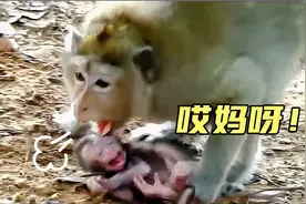 小猴子是女版萨巴，整天因吃奶挨揍脾气超大！视频封面