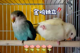 八字脚的牡丹小鹦鹉，睡觉都这么可爱吗视频封面