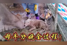 母牛秒生小牛犊全过程，场面太震撼了！