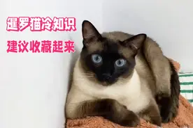 暹罗猫冷知识建议收藏