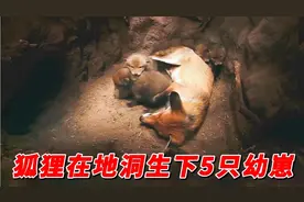 狐狸在地洞生下5只幼崽，虎头海雕失去食物