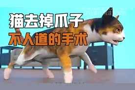 猫去掉爪子的手术
