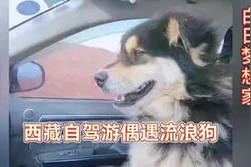 男子西藏自驾游偶遇流浪狗，长得特别像藏獒，而且还很听话视频封面