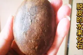 远古未知水果化石，疑似扶桑树果，火烧脱皮视频封面